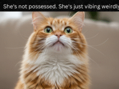 3 Ways a Cat Scratching Stops Reverse Sneeze Triggers cat scratching