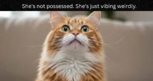 3 Ways a Cat Scratching Stops Reverse Sneeze Triggers cat scratching