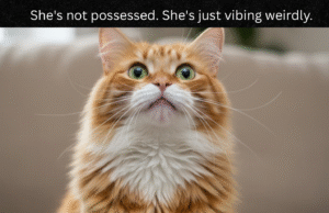 3 Ways a Cat Scratching Stops Reverse Sneeze Triggers cat scratching