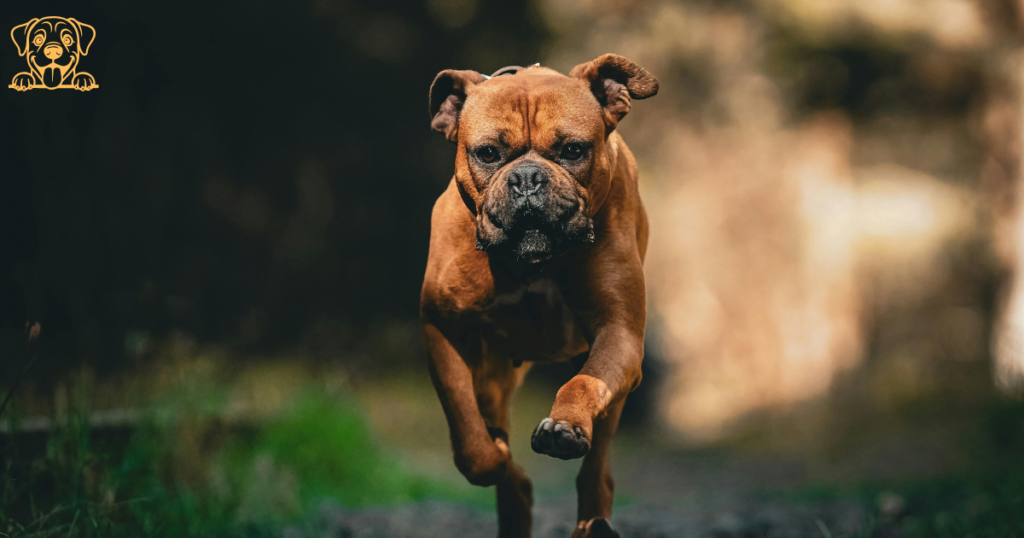 Boxer Dog Ticklish? 7 Fun Facts & Safe Play Tips 2 boxer dog 2