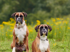 Boxer Dog Ticklish? 7 Fun Facts & Safe Play Tips boxer dog