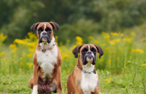 Boxer Dog Ticklish? 7 Fun Facts & Safe Play Tips boxer dog
