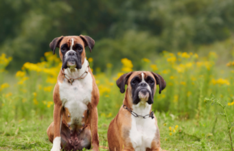 Boxer Dog Ticklish? 7 Fun Facts & Safe Play Tips boxer dog