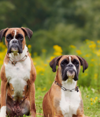 Boxer Dog Ticklish? 7 Fun Facts & Safe Play Tips boxer dog