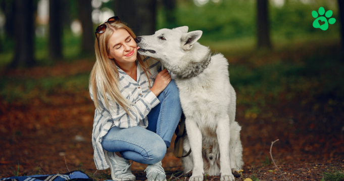 Dog Licking Dog Licking