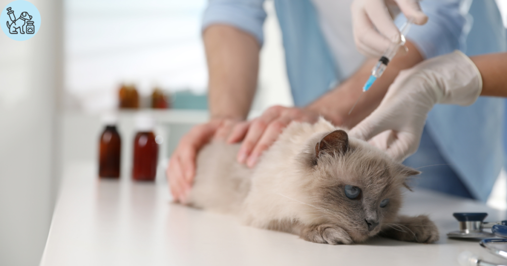 Critical Rabies Vaccine for Cats: 5 Facts Every Owner Needs 1 Rabies Vaccine for Cats 1