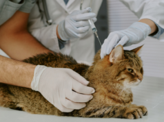 Critical Rabies Vaccine for Cats: 5 Facts Every Owner Needs Rabies Vaccine for Cats