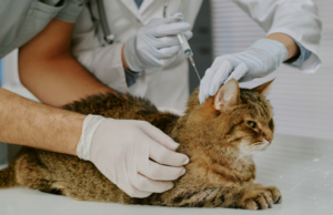 Critical Rabies Vaccine for Cats: 5 Facts Every Owner Needs Rabies Vaccine for Cats