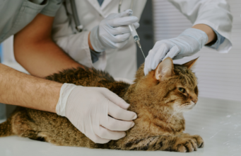 Critical Rabies Vaccine for Cats: 5 Facts Every Owner Needs Rabies Vaccine for Cats