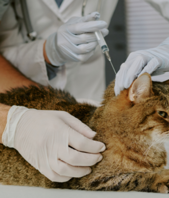Critical Rabies Vaccine for Cats: 5 Facts Every Owner Needs Rabies Vaccine for Cats