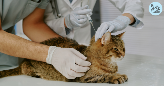 Rabies Vaccine for Cats Rabies Vaccine for Cats