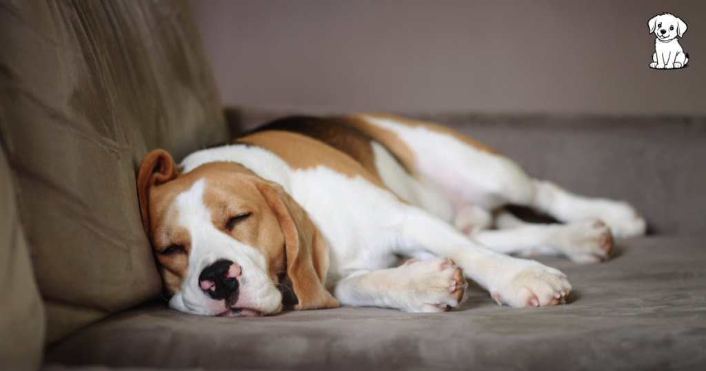 how many hours in a day does a dog sleep