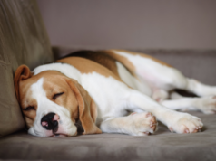 How Many hours in a day does a dog sleep, and Why Is It Important? learn in 2025 how many hours in a day does a dog sleep
