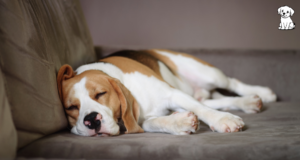How Many hours in a day does a dog sleep, and Why Is It Important? learn in 2025 how many hours in a day does a dog sleep