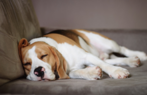 How Many hours in a day does a dog sleep, and Why Is It Important? learn in 2025 how many hours in a day does a dog sleep