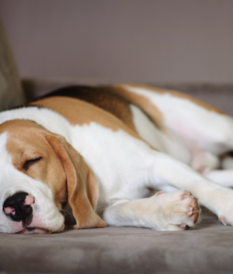 How Many hours in a day does a dog sleep, and Why Is It Important? learn in 2026 how many hours in a day does a dog sleep