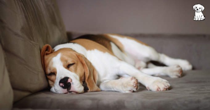 how many hours in a day does a dog sleep how many hours in a day does a dog sleep