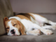 How Many hours in a day does a dog sleep, and Why Is It Important? learn in 2025 how many hours in a day does a dog sleep