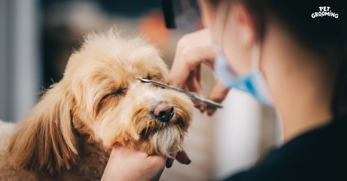 Pet grooming 1