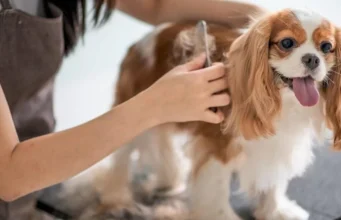 Top 3 Best Pet Grooming Secrets for Better Pet Care Pet grooming