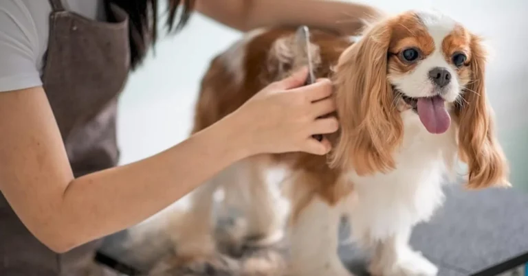 Pet grooming