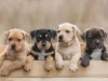 9 Creative Pet Names That Every Pet Owner Will Love Pet names
