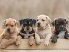 9 Creative Pet Names That Every Pet Owner Will Love Pet names