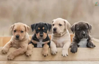 9 Creative Pet Names That Every Pet Owner Will Love Pet names