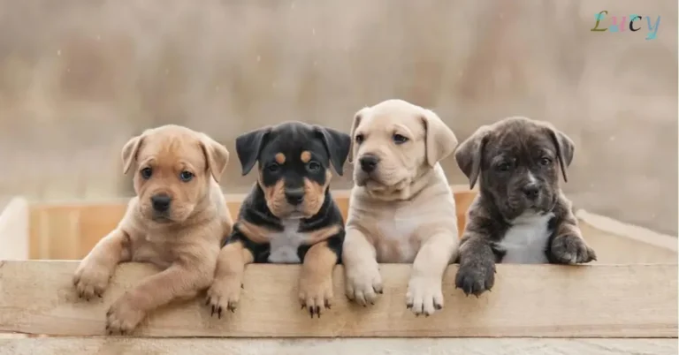 Pet names