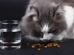 Optimizing Cat Nutrition