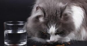 Optimizing Cat Nutrition