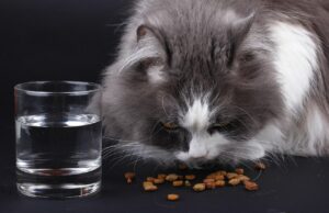 Optimizing Cat Nutrition