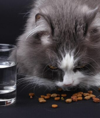 Optimizing Cat Nutrition