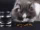 Optimizing Cat Nutrition