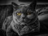 Debunking Indoor Cat Care Myths