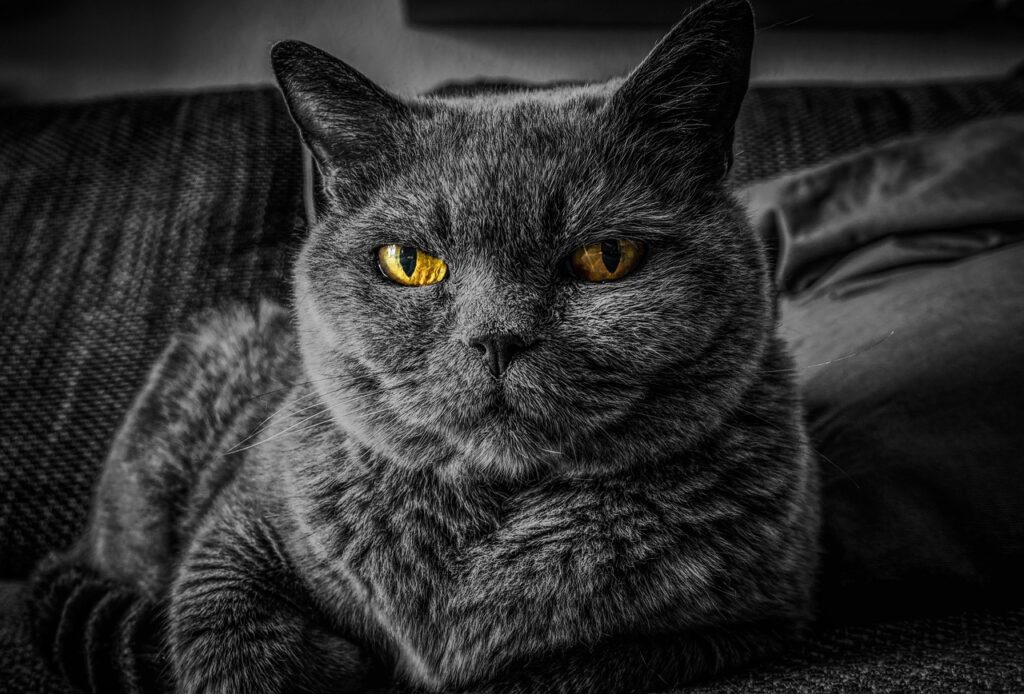 Debunking Indoor Cat Care Myths 3 pindrive 1783576141 LXqufF