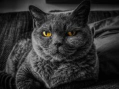 Debunking Indoor Cat Care Myths