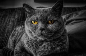 Debunking Indoor Cat Care Myths