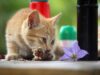 Kitten Feeding Guide for Healthy Growth