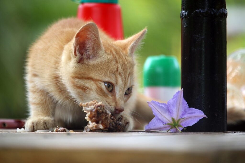 Kitten Feeding Guide for Healthy Growth 3 pindrive 1783679091 ng9mhg