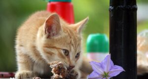 Kitten Feeding Guide for Healthy Growth