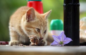 Kitten Feeding Guide for Healthy Growth