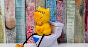 Solving Cat Litter Box Problems