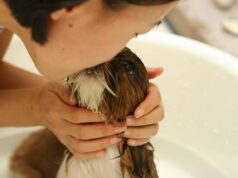 Puppy Care Myths Debunked
