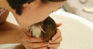 Puppy Care Myths Debunked