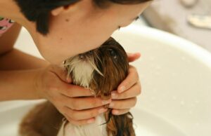 Puppy Care Myths Debunked