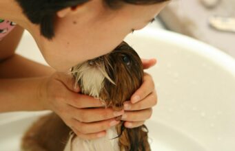 Puppy Care Myths Debunked
