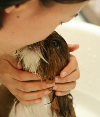 Puppy Care Myths Debunked
