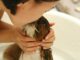 Puppy Care Myths Debunked