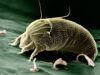 Dog Allergies: Managing the Itch